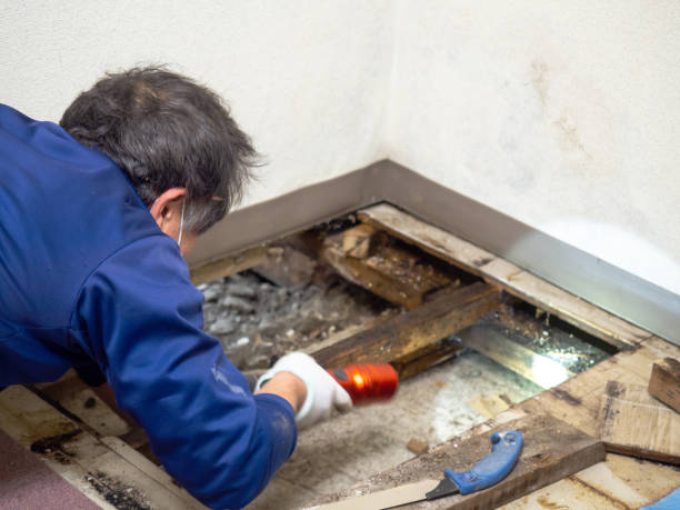 Best Mold Testing and Removal  in West Wendover, NV