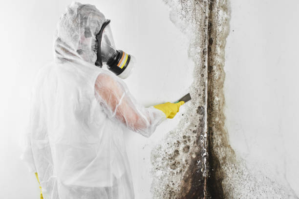 Best Black Mold Removal  in West Wendover, NV