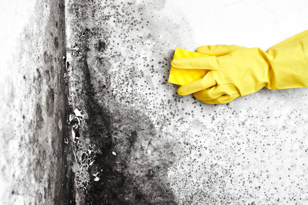 Mold Testing and Removal in West Wendover, NV