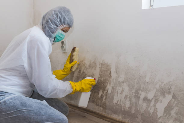 Attic Mold Removal in West Wendover, NV