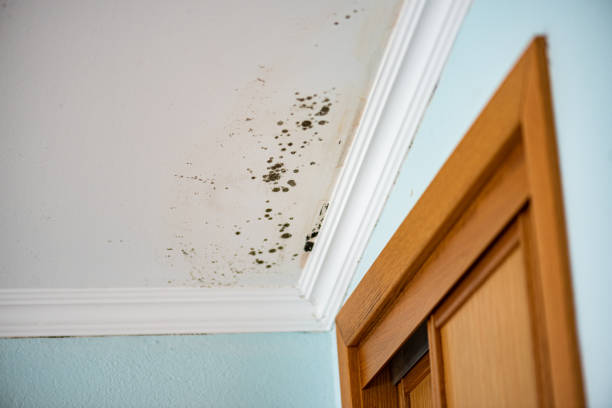 Best Mold Damage Repair  in West Wendover, NV