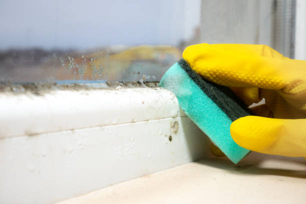 Best Attic Mold Removal  in West Wendover, NV