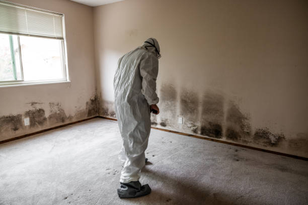 Best Emergency Mold Removal  in West Wendover, NV