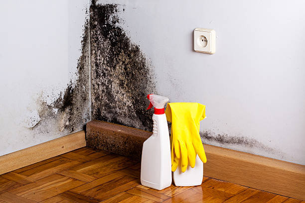 Best Certified Mold Removal  in West Wendover, NV