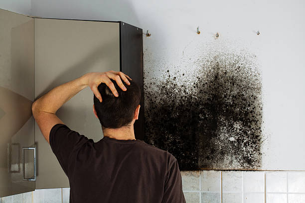 Best Mold Removal Company Near Me  in West Wendover, NV