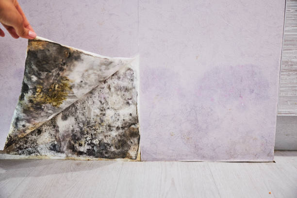 Best Crawl Space Mold Removal  in West Wendover, NV